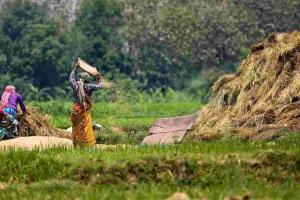 Market Realities Clash with Policy as Assam’s Crop Prices Diverge from Federal Support Levels