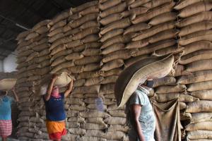 Market Realities Clash with Policy as Rajasthan Grain Prices Diverge from Federal Supports