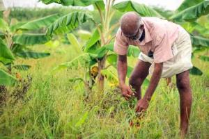Market Reality Check: West Bengal Agricultural Prices Diverge from Federal Safety Nets