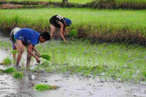 Market Report: Groundnut and Cotton Surge as Paddy Hovers Near MSP in Andhra Pradesh