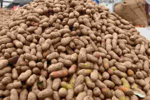 Market Surge: Karnataka Agriculture Hits High Gear as Cotton and Groundnut Prices Outpace MSP