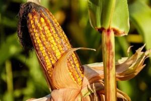 Market Turmoil in Madhya Pradesh as Major Crop Prices Plummet Below Minimum Support Levels