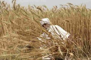 Market Volatility Challenges Karnataka’s Farmers as Prices Grapple with New MSP Benchmarks