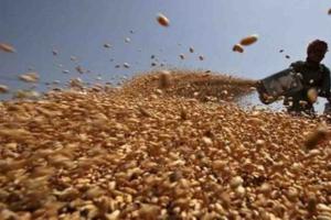 MP Agri-Market Watch: Wheat and Mustard Hold Firm as Maize and Groundnut Face Price Volatility