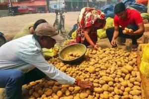 Nagaland Potato Market Shows Stable Inflow Amidst Price Consolidation