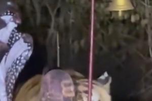 Nature Meets Divinity: Majestic Tiger Captured in Viral Moment at Forest Shrine in Katni