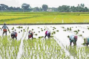 Odisha’s Agricultural Landscape: Paddy Remains Anchored to MSP as Vegetable Volatility Sparks Market Concerns