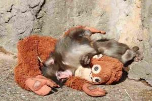 Resilience in the Macaque Troop: The Journey of Baby Punch and His Plush Companion