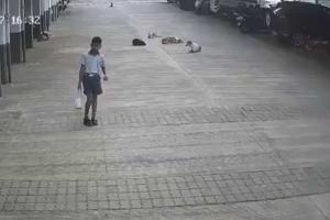 Terror in Pune: Chilling CCTV Footage Captures Brutal Stray Dog Attack on Toddler