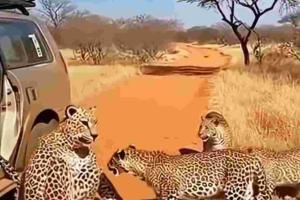 The Digital Safari: How AI-Generated Predators Are Blurring the Line Between Viral Humor and Real-World Risk