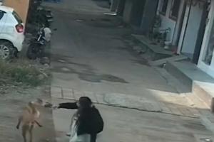 The Stray Menace: India’s Escalating Rabies Crisis Sparks Radical Calls for Culling