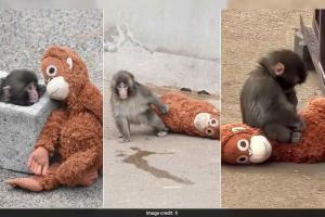 Viral Bond Between Orphaned Macaque and IKEA Plushie Sparks Global Demand and Resale Surge