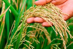Bihar’s Agricultural Markets Steady as Paddy Prices Align with New MSP Benchmarks