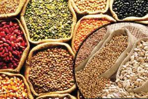 Cereal Prices Surge as Oilseeds Face Market Volatility Across Gujarat’s Agricultural Hubs