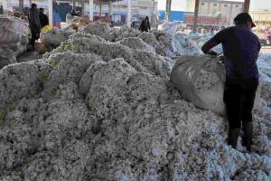 Cotton and Pulse Prices Surge as Market Arrivals Stabilize Across Telangana