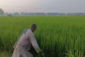 Haryana’s Agrarian Economy Witnesses Divergent Trends as Paddy Prices Skyrocket Amidst Cotton Slump