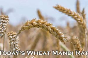 Market Forces and Mandi Realities: Decoding Gujarat’s 2026-27 Agricultural Price Index