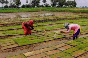 Market Premiums and Supply Surges: Karnataka’s Agricultural Sector Outpaces Support Benchmarks