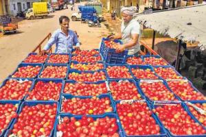 Market Shifts: Onion and Tomato Prices Surge Across Tripura Amid Supply Fluctuations