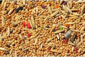 Market Volatility Hits Uttar Pradesh Mandis as Coarse Grain and Oilseed Prices Slip Below Support Levels