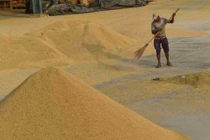 Premium Realities: Paddy Surges Beyond Support Price as Haryana’s Mandis Navigate Seasonal Volatility