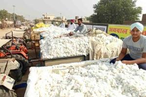 Punjab Market Trends: Cotton Prices Trail MSP as Vegetable Influx Stabilizes Regional Mandis