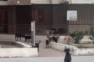 Safety Fears Mount as Stray Dog Packs Overrun Greater Noida Gated Community