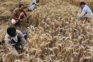 West Bengal Agri-Markets Rally as Mustard and Wheat Prices Surge Above Federal Support Levels