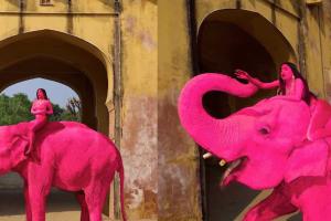 ‘Pink’ Elephant in Jaipur Photoshoot Sparks Controversy as Chanchal’s Death Raises Questions