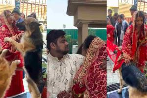 Bride’s Emotional Farewell in Dehradun Goes Viral, Revealing Deep Bond Between Humans and Animals