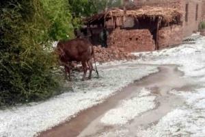 Arjunsar village in Bikaner district was blanketed with hailstones after a hailstorm and rainfall, with Padampur recording 11.5 mm rain. Videos on X show fields covered in a snow-like layer, marking a rare weather event in one of India’s driest regions.