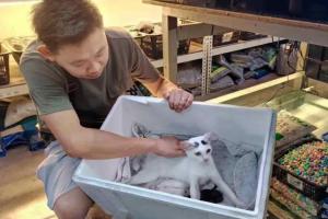 Heartless Act Caught on Camera Sparks Outrage in Kuantan, Trader Denies Killing Six Kittens