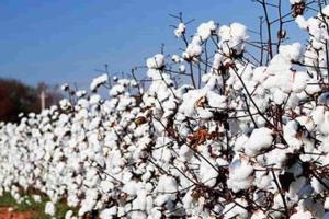 India Strengthens Global Cotton Leadership with Higher Productivity Push, Robust Exports and Farmer Support
