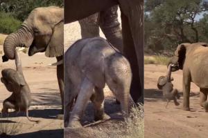 Mother Elephant Gently But Firmly Carries Playful Calf in Viral Safari Footage from Uganda
