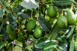 Avocado Boom in India: From “Dog Fruit” to a Growing Farm Business