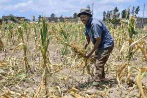 Belize Approves $5.2 Million Emergency Programme to Fight Mealybug Infestation