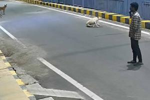 Stray Dogs Chase Away Boy Accused of Trying to Molest Vulnerable Woman in Coimbatore