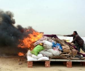 Surge in poppy cultivation in Pakistan raises security concerns: Report