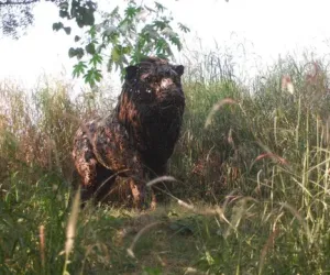 Noida Jungle Trail: New Waste-To-Wonder Park Opens In Sector 94; Check Timings, Features And Ticket Details