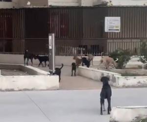 Safety Fears Mount as Stray Dog Packs Overrun Greater Noida Gated Community