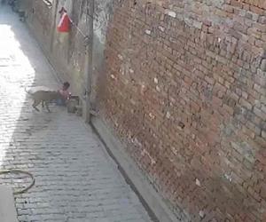 Stray Dog Terror in Muzaffarpur: Toddler Mauled to Death in Rajapunans Village