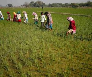 Kharif Sowing Falls Behind by 10% in Rajasthan as Weak Monsoon Delays Agricultural Progress